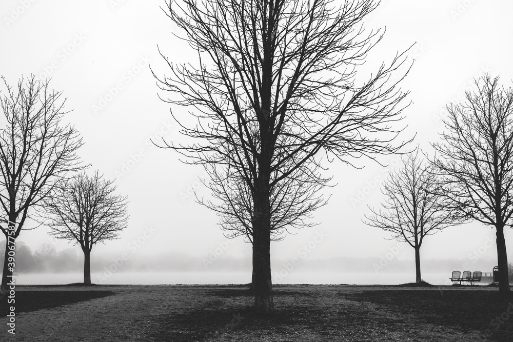 Naklejka premium trees at a lake on a foggy day