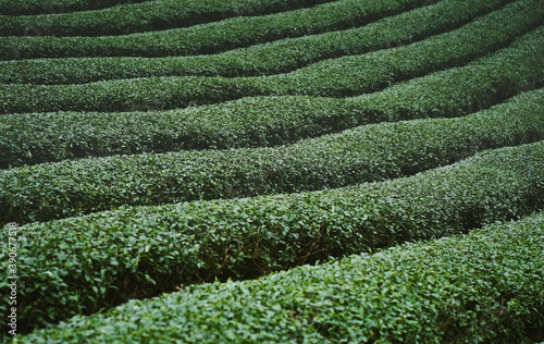 Obraz na płótnie Tea plantation at Doi Mae Salong, Chiang Rai, Thailand. w salonie