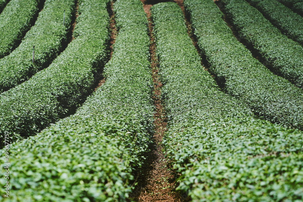 Tea plantation at Doi Mae Salong, Chiang Rai, Thailand.
