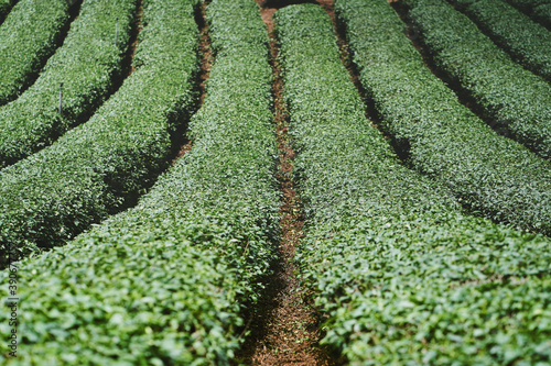 Obraz na płótnie Tea plantation at Doi Mae Salong, Chiang Rai, Thailand. w salonie