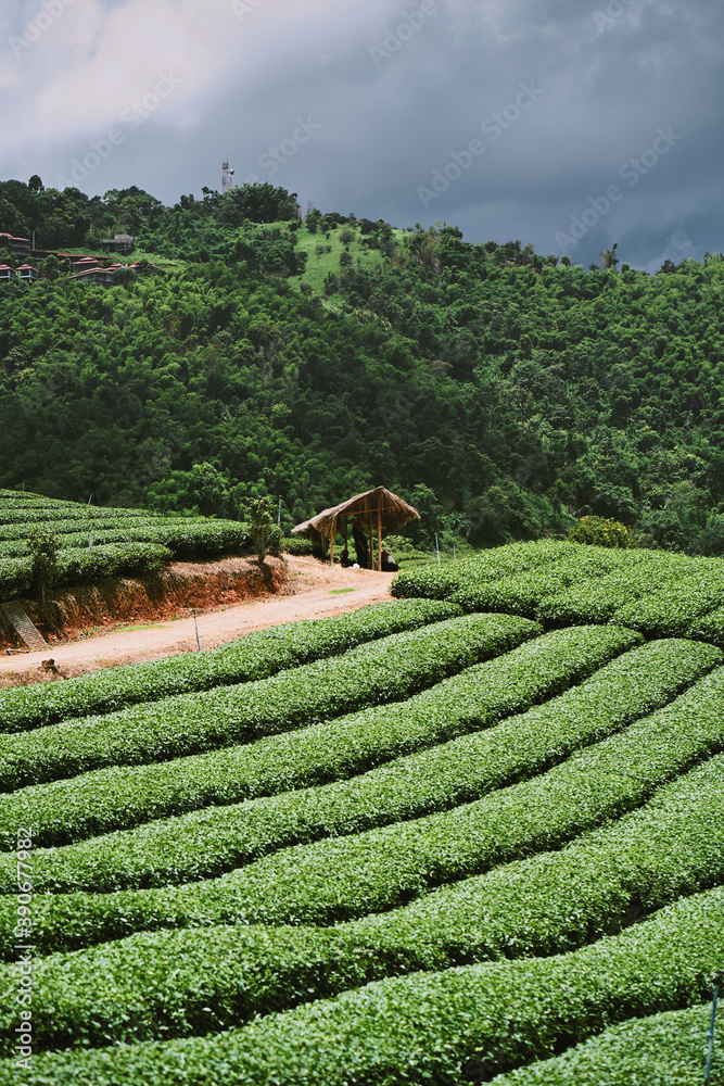 Tea plantation at Doi Mae Salong, Chiang Rai, Thailand.