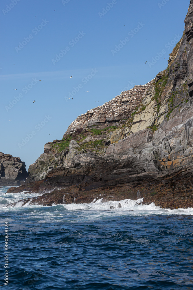 Colony of northern gannets (Morus bassanus) on a rocks in Gjesvaer islands, Norway
