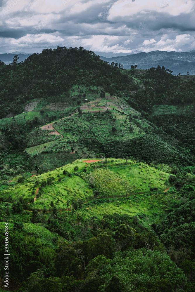 Tea plantation at Doi Mae Salong, Chiang Rai, Thailand.