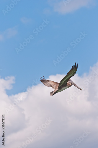 bottom view  very far distance of a brown pelican flying over tropical waters of gulf of Mexico on a sunny morning