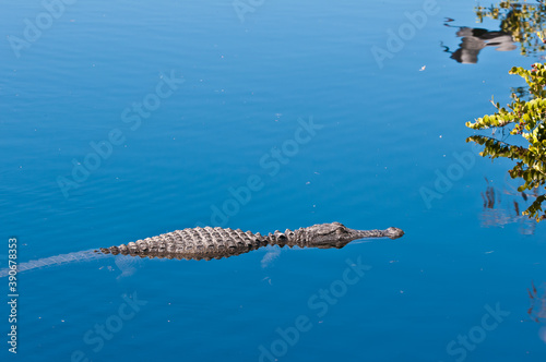 side view of a stealthy alligator moving slowly toward a next meal in a topical pond on a sunny day in national park