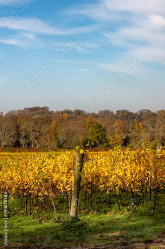 Fototapeta Naklejka Na Ścianę i Meble -  Autumnal Colours in a Sussex Vineyard