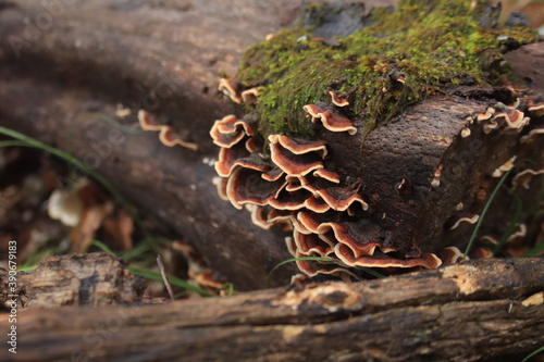 Bild auf Leinwand plate-shaped mushrooms that grow from a dry beech log