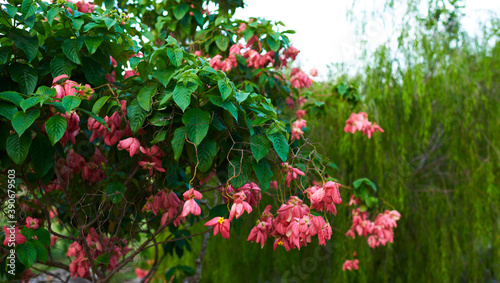 Colorful flowers on foliage nature background. Summer blooming beautiful garden flowers. Spring scenes of blooming flowers in the garden.