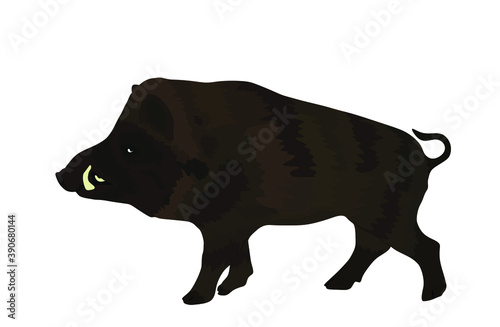 Warthog vector illustration isolated on white background. Bush Pig. Wild boar symbol. Boar isolated, warthog icon. Wild animals nature wildlife. Pumba hog.