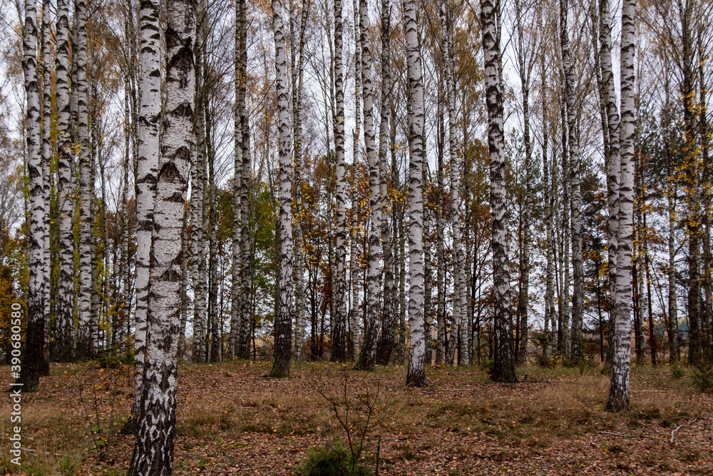 Fototapeta premium Jesień w brzozowym zagajniku, Podlasie, Polska