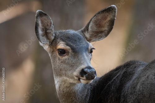 Black Tailed Deer Closeup