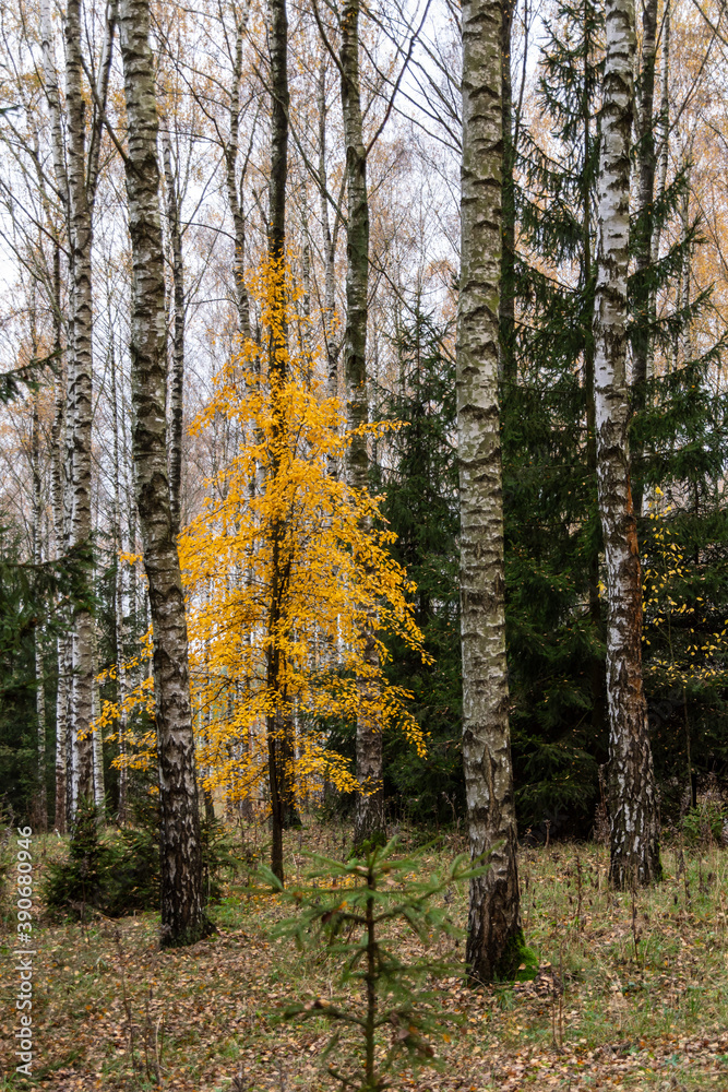 Jesień w brzozowym zagajniku, Podlasie, Polska Jesień w brzozowym zagajniku, Podlasie, Polska