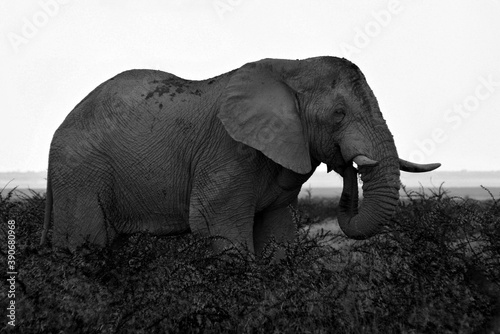 Elefant in seiner vollen Pracht