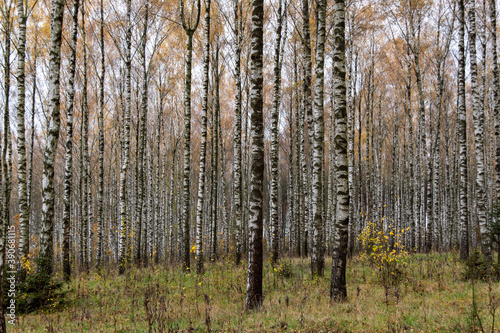 Fototapeta Naklejka Na Ścianę i Meble -  Jesień w brzozowym zagajniku, Podlasie, Polska