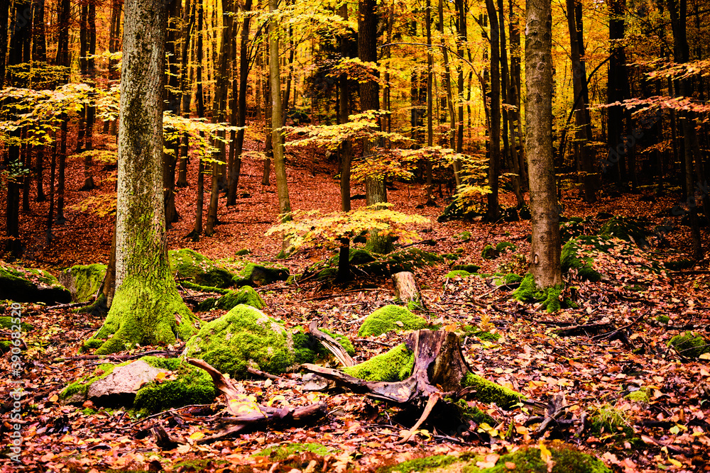 Fototapeta premium Rocks in forest near Jevany