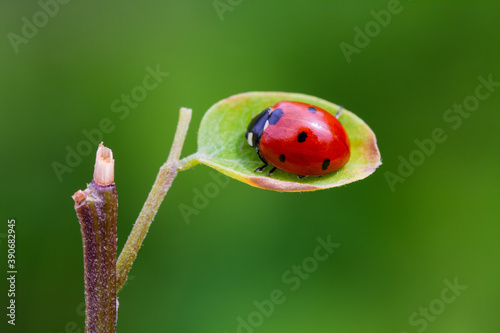 ladybug on a leaf © mehmetkrc