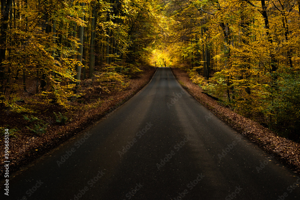 Fototapeta premium Straße im Wald (Herbst)