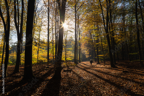 Primeval Dutch forest on a sunny day in November in extreme colorful autumn outfit.