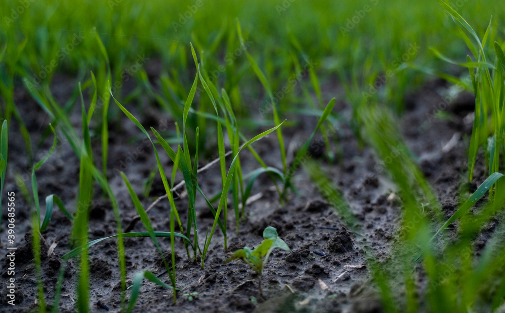 Close up young wheat seedlings growing in a field. Green wheat growing in soil. Close up on sprouting rye agriculture on a field in sunset. Sprouts of rye. Wheat grows in chernozem planted in autumn. Close up young wheat seedlings growing in a field. Green wheat growing in soil. Close up on sprouting rye agriculture on a field in sunset. Sprouts of rye. Wheat grows in chernozem planted in autumn.