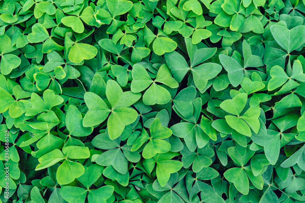 Green leaf background.