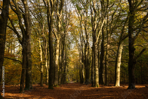 Primeval Dutch forest on a sunny day in November in extreme colorful autumn outfit.