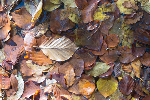 Fallen leaves on the ground, ideal for wallpaper or background. Autumn colors of deciduous forest. photo