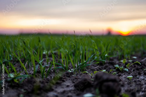 Close up young green wheat seedlings growing in a soil on a field in a sunset. Close up on sprouting rye agriculture on a field in sunset. Sprouts of rye. Wheat grows in chernozem planted in autumn.