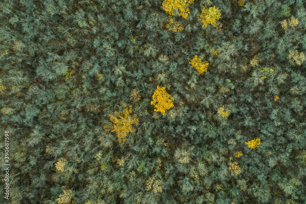 Aerial top down view of autumn forest. Mixed deciduous and coniferous forest. Beautiful fall scenery. Aerial top down view of autumn forest. Mixed deciduous and coniferous forest. Beautiful fall scenery.