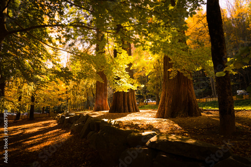 Montseny deep forest colorful autumn in Catalonia, Spain. photo