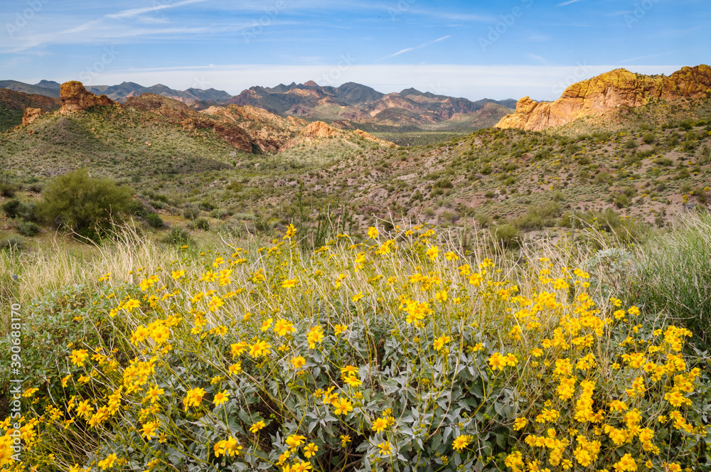 Blooming Flowers at the Apache Trail