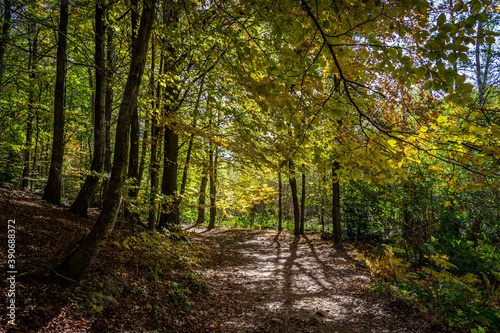 Montseny deep forest colorful autumn in Catalonia, Spain. © alzamu79