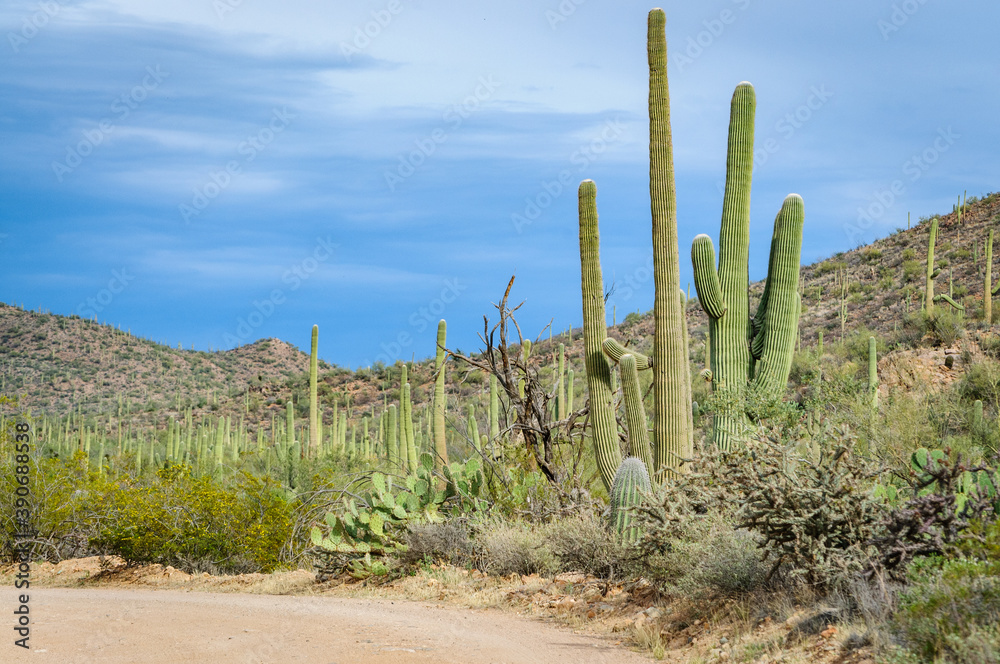 The Famous Cactuses of Saguaro National Park