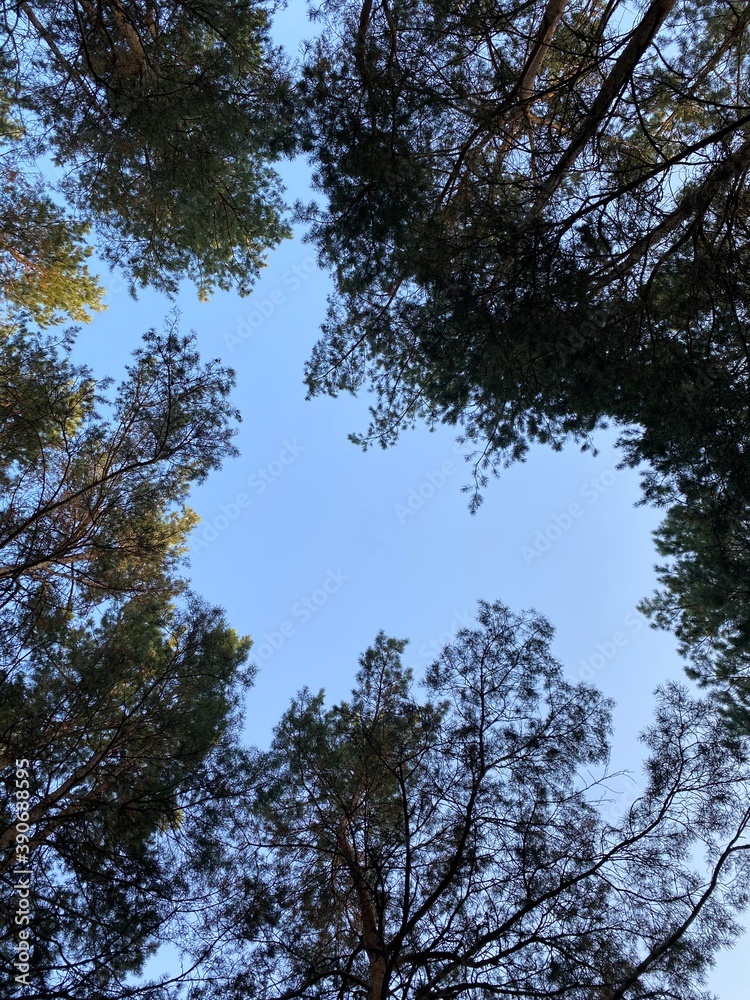 Obraz premium trees and sky