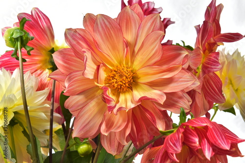 red and yellow flowers