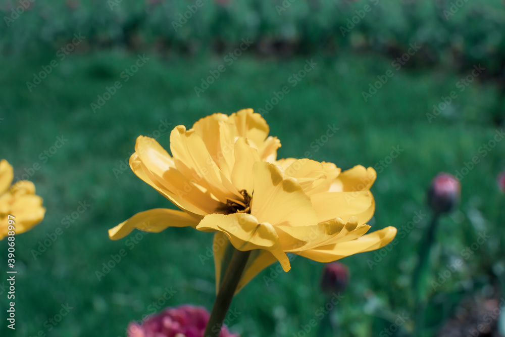 an yellow flower on green grass background an yellow flower on green grass background