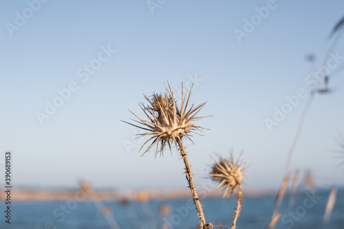 A closeup of dry thistles in Ayia Napa coast in Cyprus, blue sky and sea blurred background © 3d_vicka