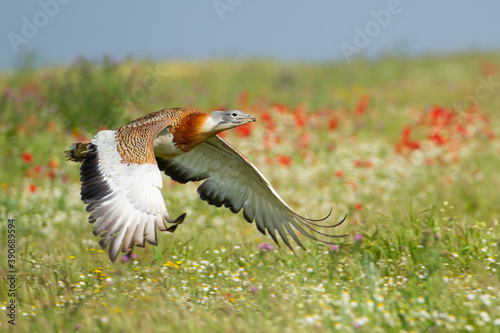 Cuadro en lienzo Great bustard flying over a meadow