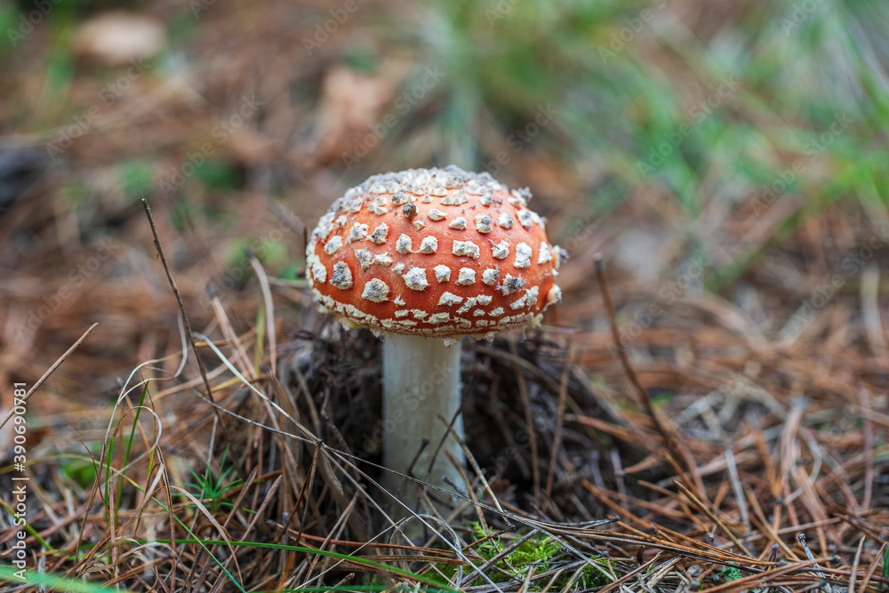 Beautiful fly agaric in wild forest. Poisonous mushroom in autumn day