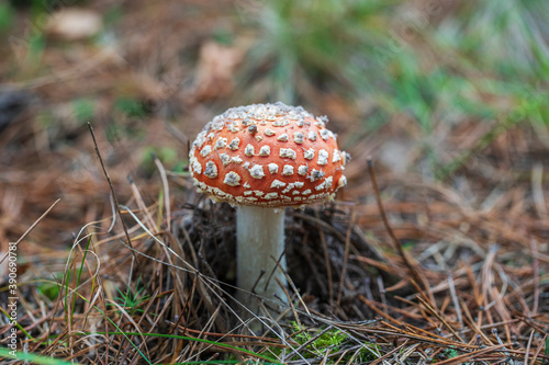Beautiful fly agaric in wild forest. Poisonous mushroom in autumn day