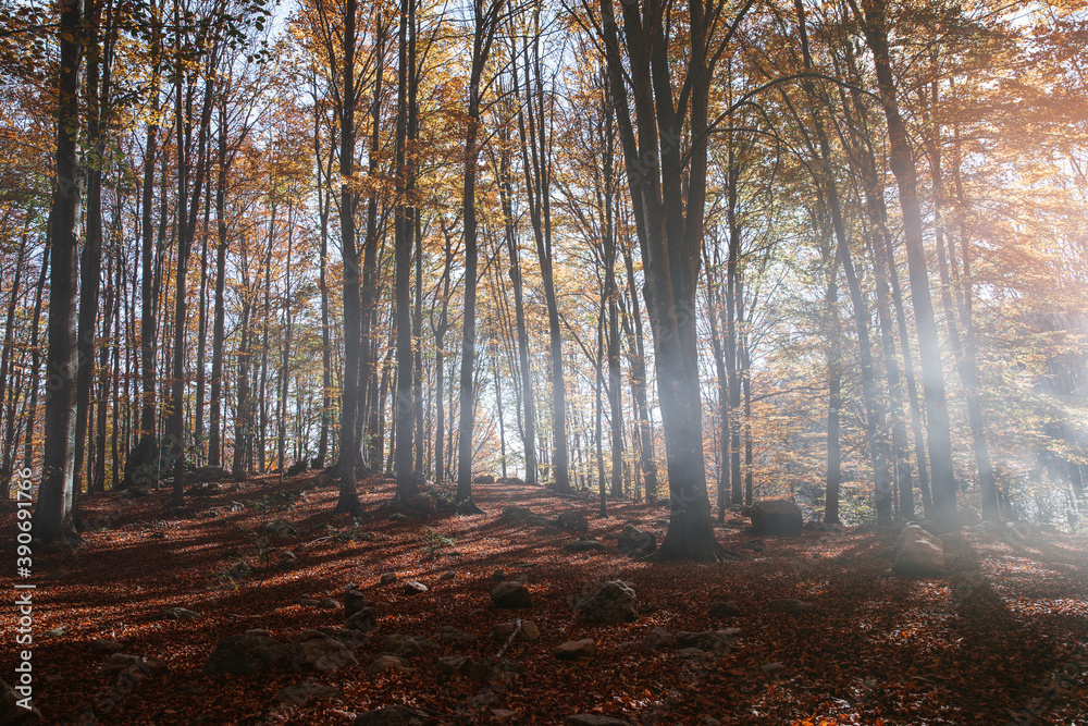 Obraz premium Autumn forest at sunset