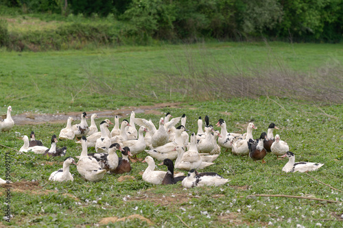 View of a free-living ducks breeding photo