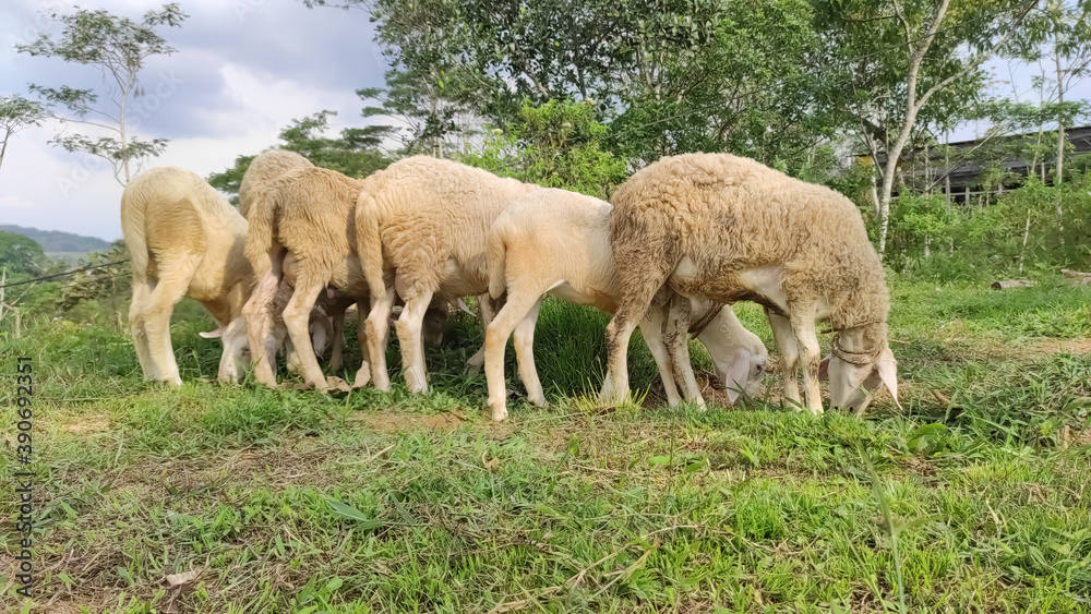 Herd of Sheep Eating Grass in The Meadow. Central Java Indonesia. Herd of Sheep Eating Grass in The Meadow. Central Java Indonesia.