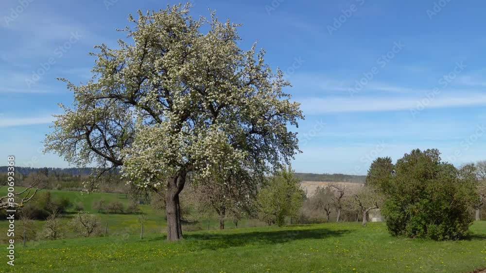 Großer blühender Birnbaum am Frühlingsanfang auf einer Wiese in ländlicher Landschaft Großer blühender Birnbaum am Frühlingsanfang auf einer Wiese in ländlicher Landschaft