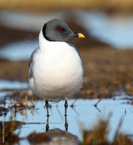 Sabine's Gull, Xema sabini photo