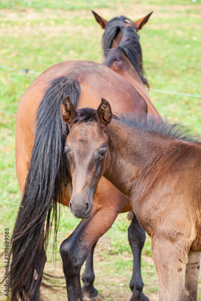 Fototapeta premium bay foal who is with his mother in the summer in a meadow