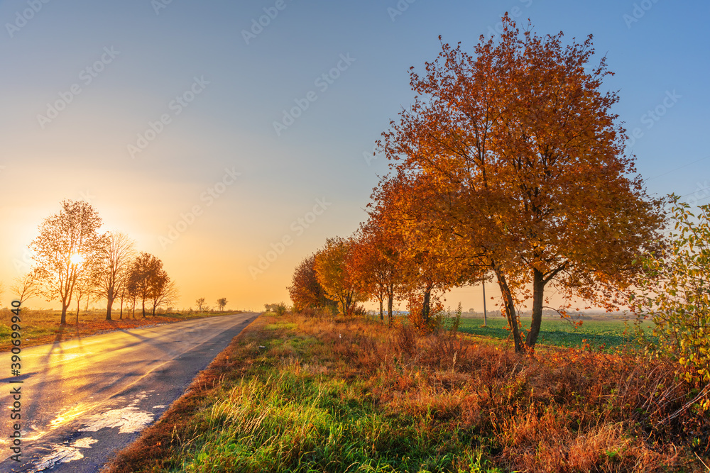 Autumn trees in good light with yellow-red leaves