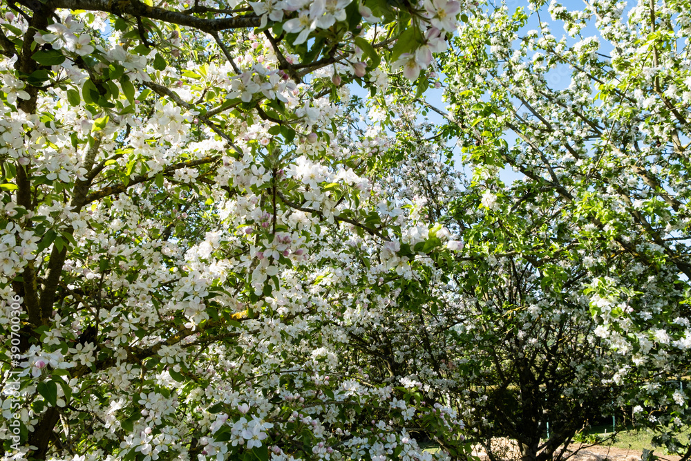 apple orchard in bloom in spring under the sun and blue sky apple orchard in bloom in spring under the sun and blue sky