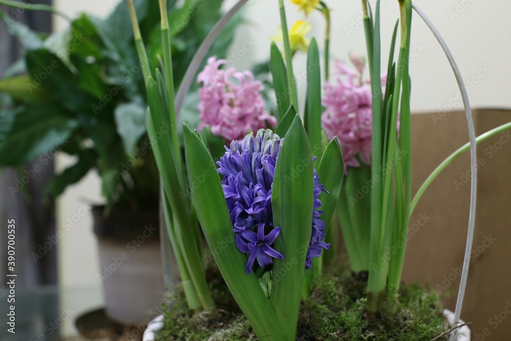 Obraz premium Flowers of narcissus and hyacinth of siren and pink colour in a basket with moss as a gift to the girl in spring