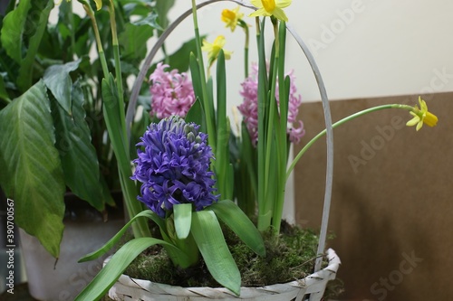Flowers of narcisus and hyacinth of siren and pink color in a basket with moss as a gift to the girl in spring.