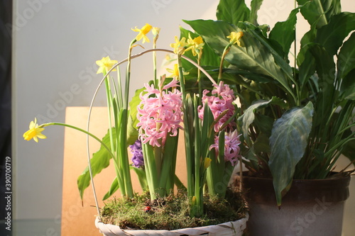 Flowers of narcissists and hyacinth in a basket with moss